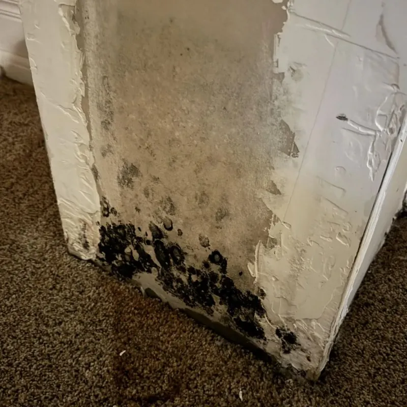 Professional Mold Removal in Grand Forks Air Force Base, ND